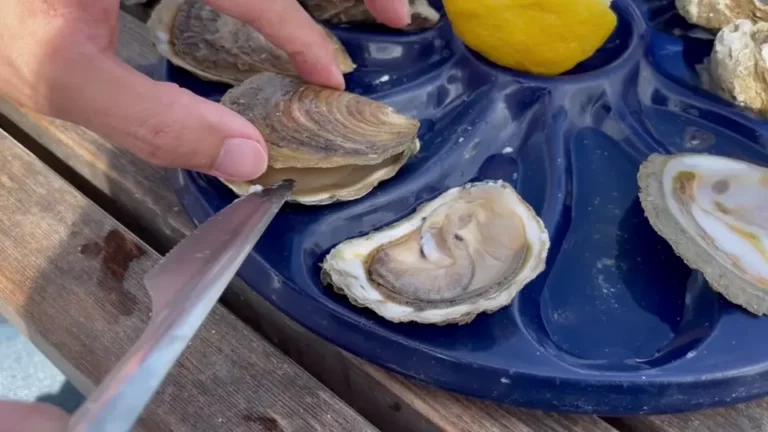 Freshly opened Cancale oyster in shell showing plump meat and natural juices, demonstrating premium quality of Brittany coastal oyster farming