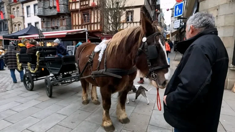 Draft horse carriage rides Lannion Christmas market Brittany traditional entertainment
