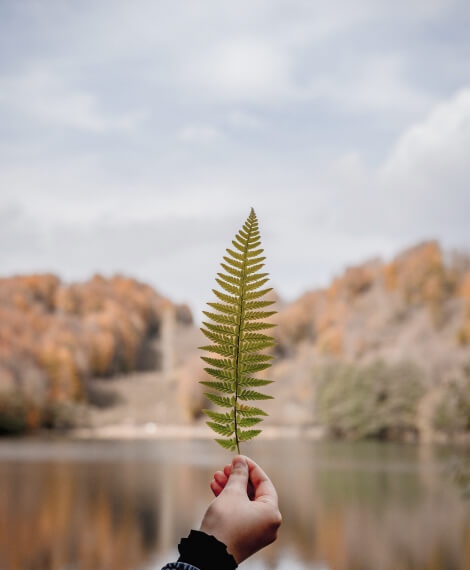 leaf.jpg leaf.jpg